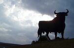 In Bayern: Kurze Freiheit: Stier flieht von Schlachthof - Pa